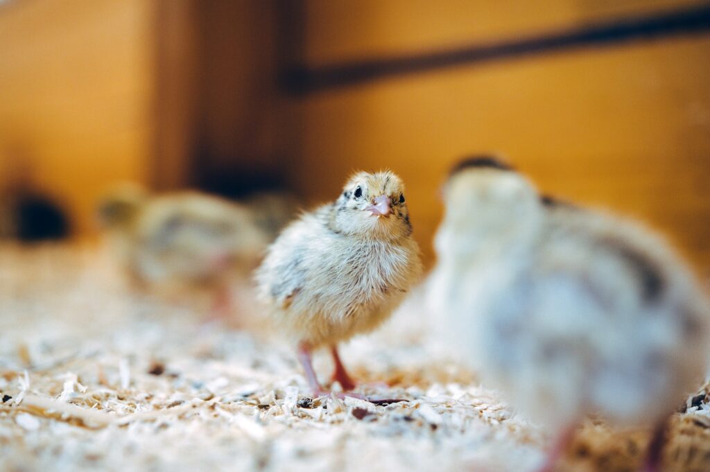 Codorniz común (Coturnix coturnix)