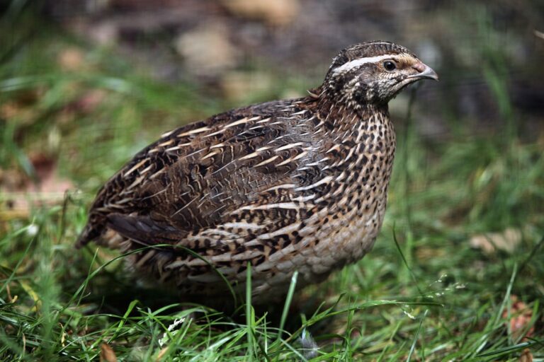 Codorniz común (Coturnix coturnix)