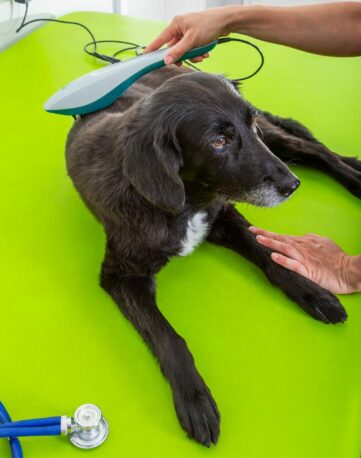 Fisioterapia para perros