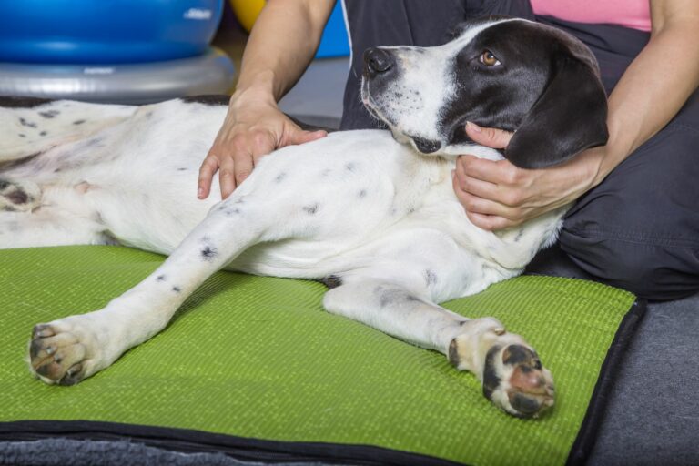 Fisioterapia para perros