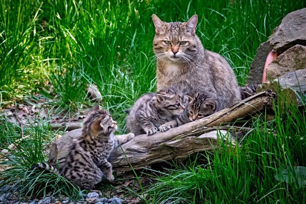 Gato montés