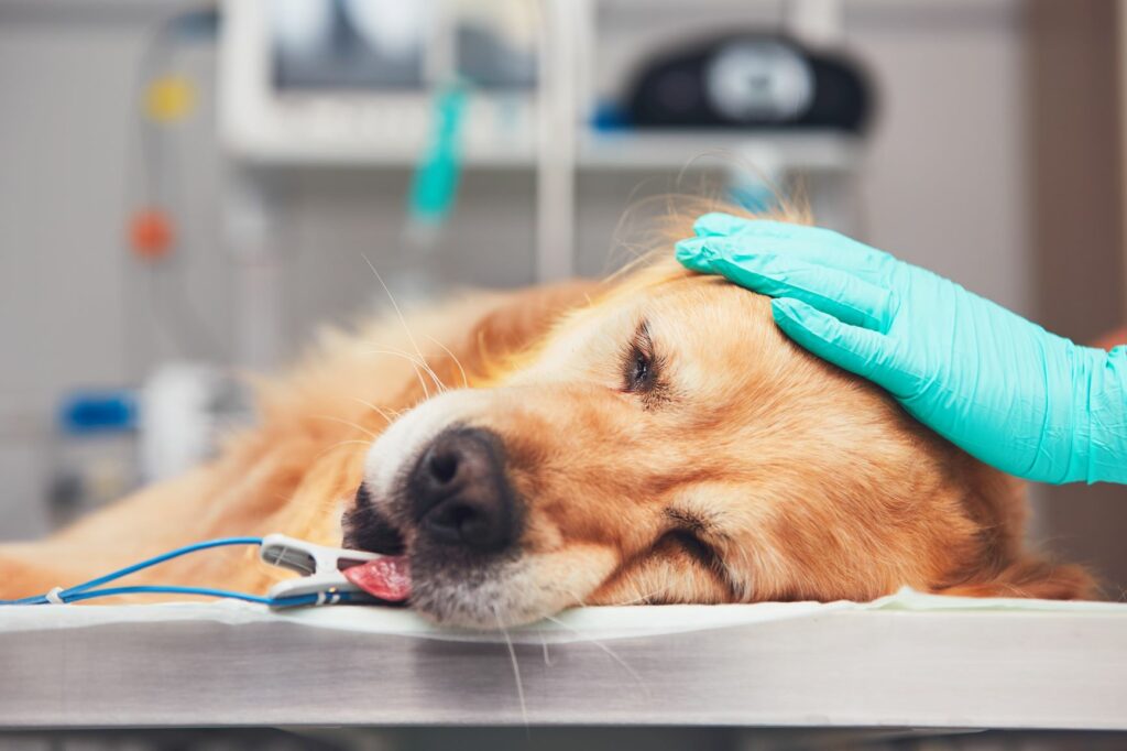 Intoxicación por agua en perros