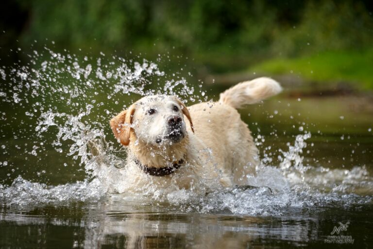 Intoxicación por agua en perros