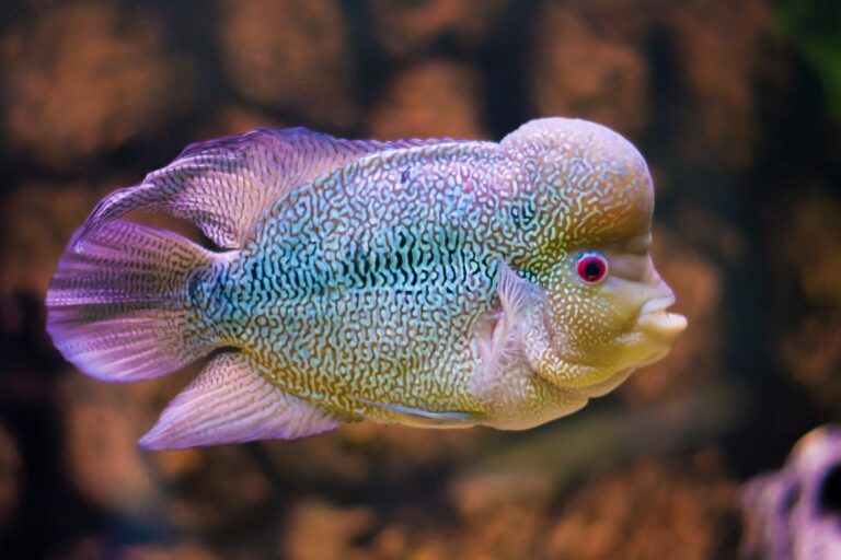 Pez flowerhorn