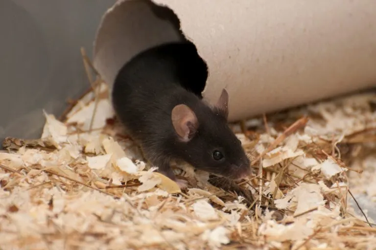 Ratones domésticos