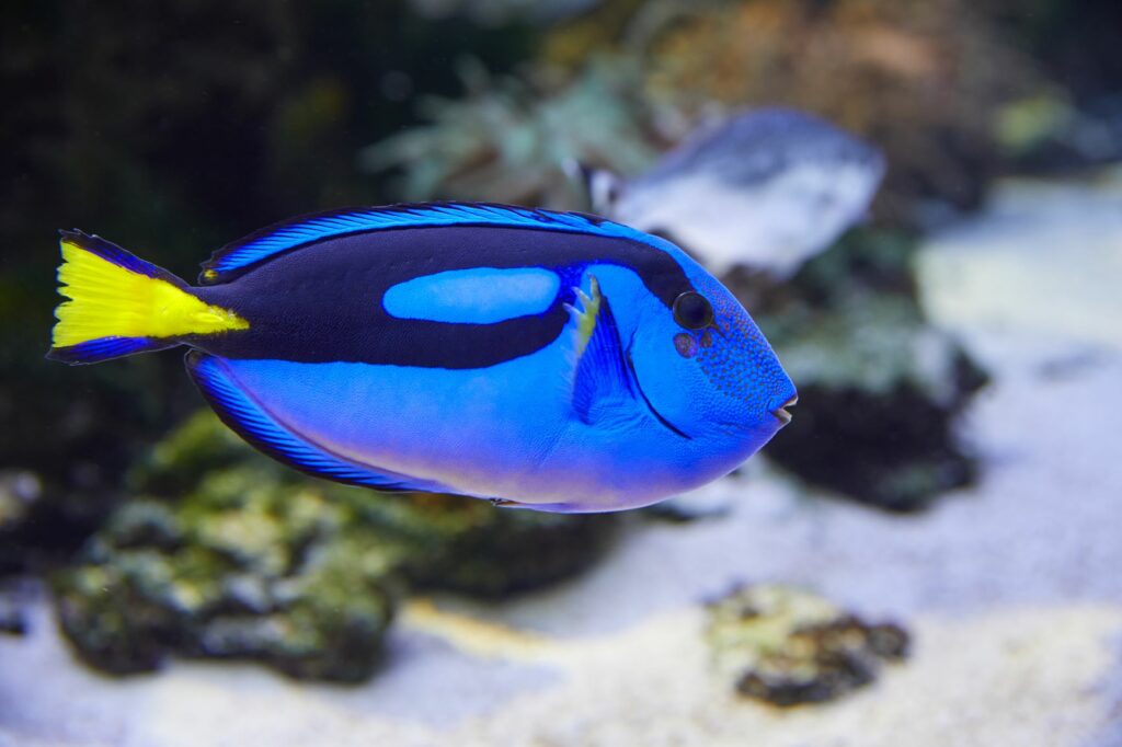 peces de agua salada