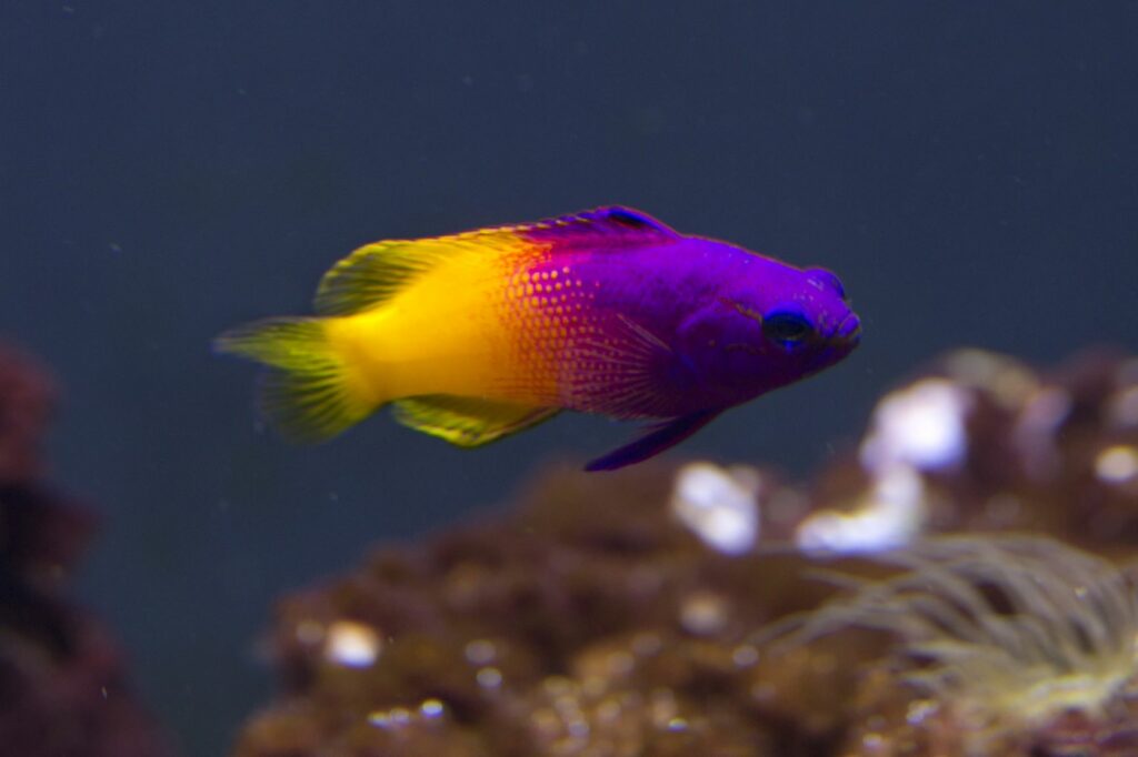 peces de agua salada