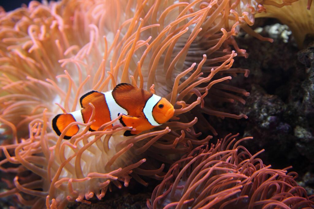 peces de agua salada