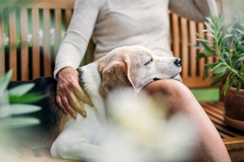 Año de perro en humano