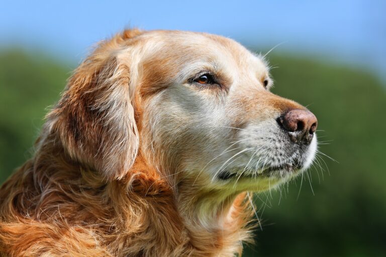 Año de perro en humano