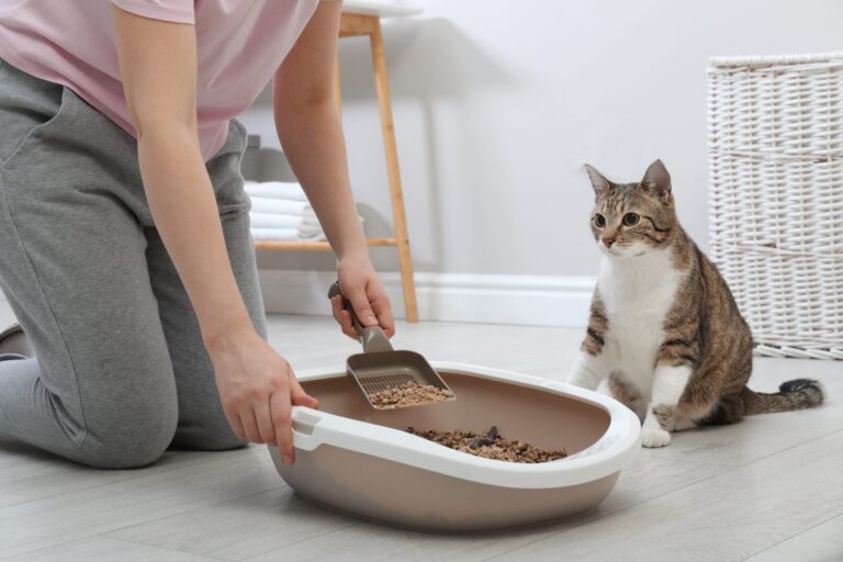 Cacas de gato Salud del gato y cuidados zooplus Magazine