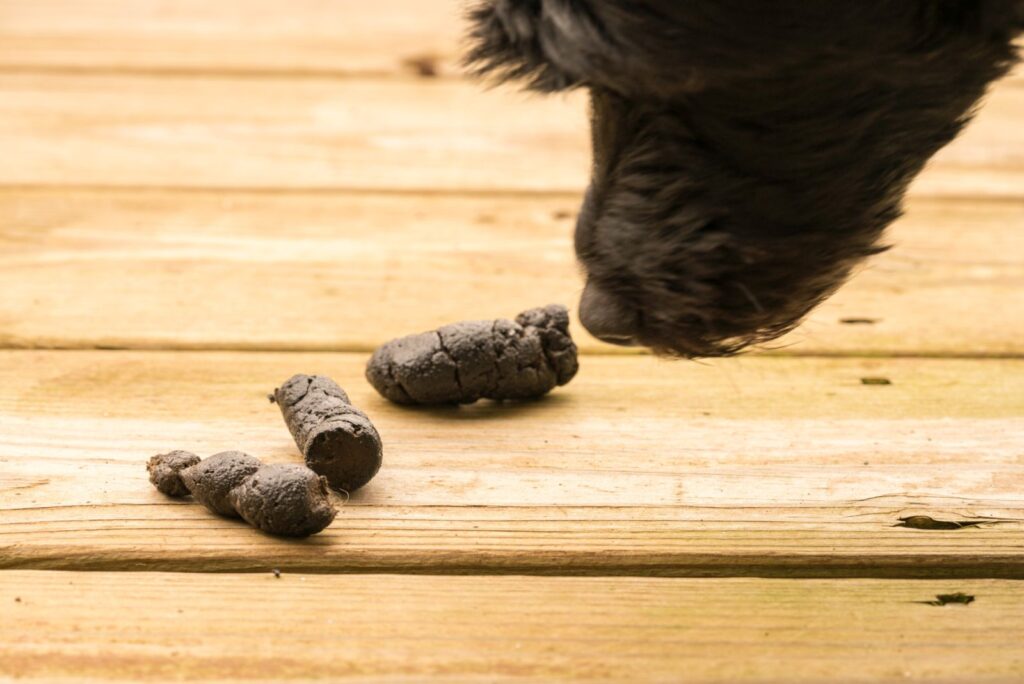 Cacas de perro