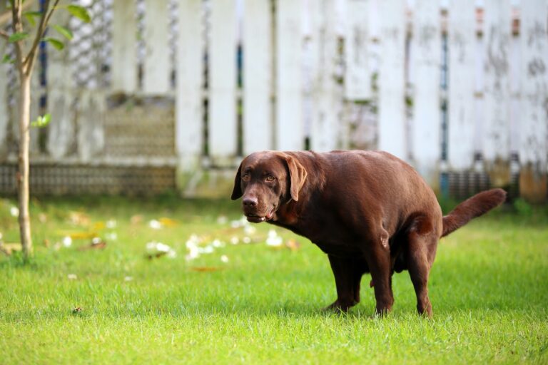 Cacas de perro