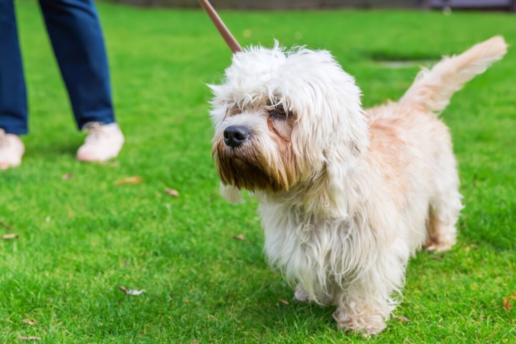 Dandie dinmont terrier