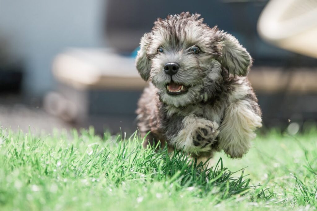 Dandie dinmont terrier