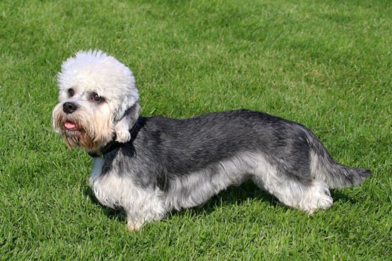 Dandie dinmont terrier