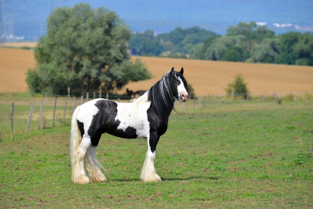 Gypsy vanner