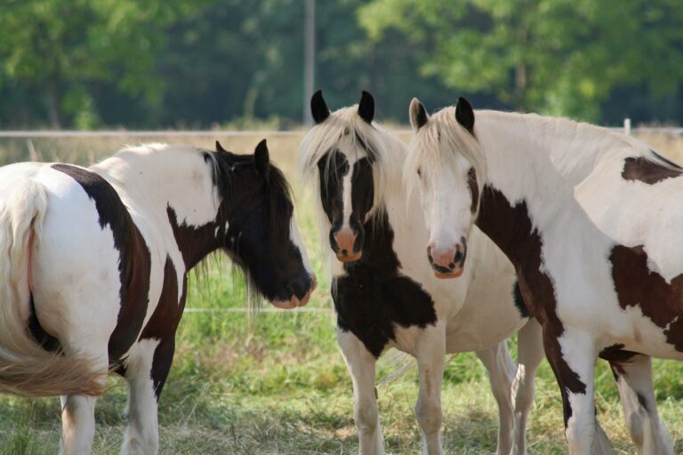 Gypsy vanner