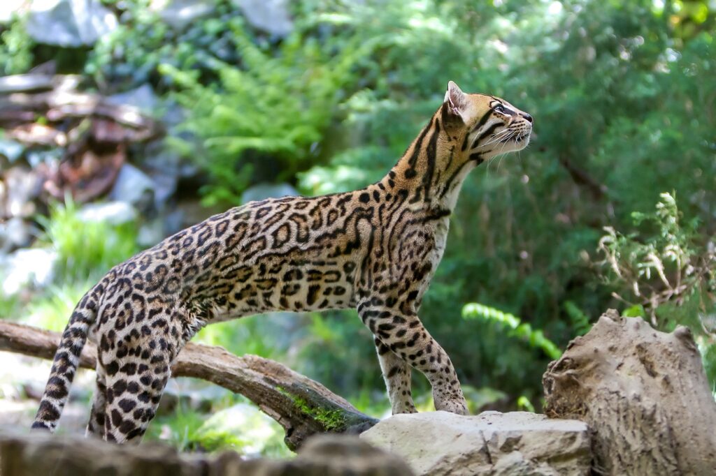 Ocelote