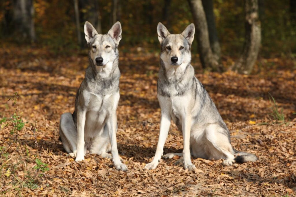 lobos y perros