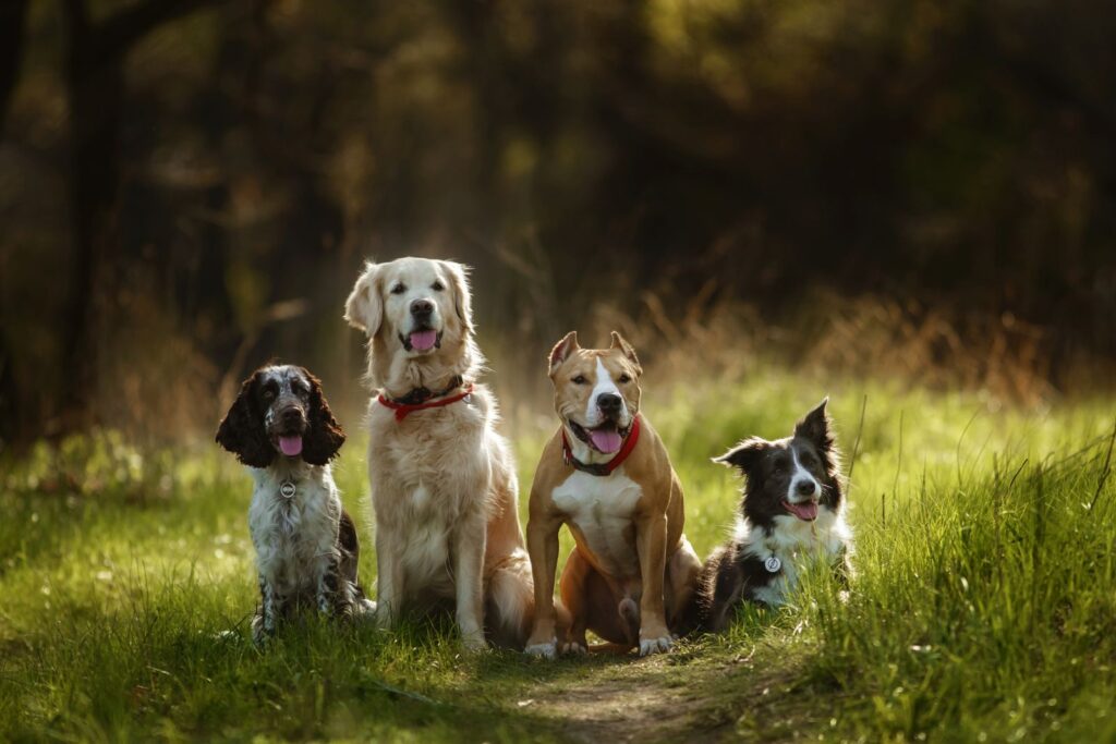 lobos y perros