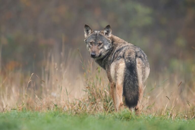 lobos y perros