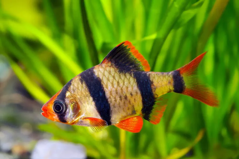 Barbo tigre (Barbus tetrazona)