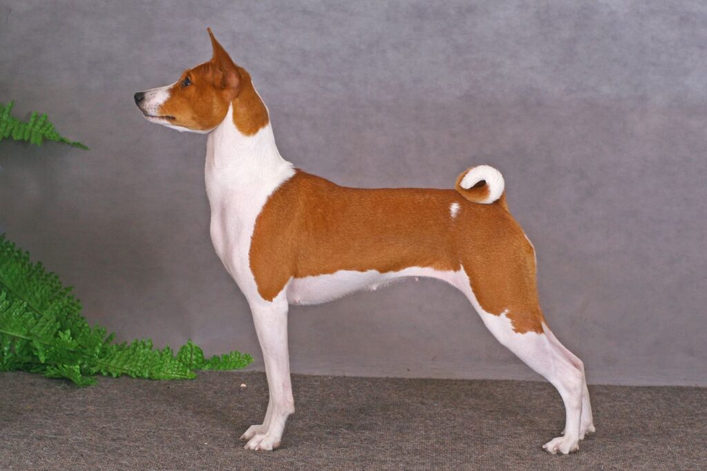 Basenji