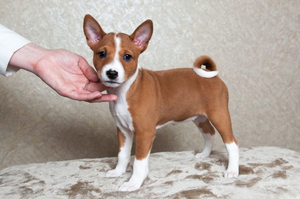 Basenji