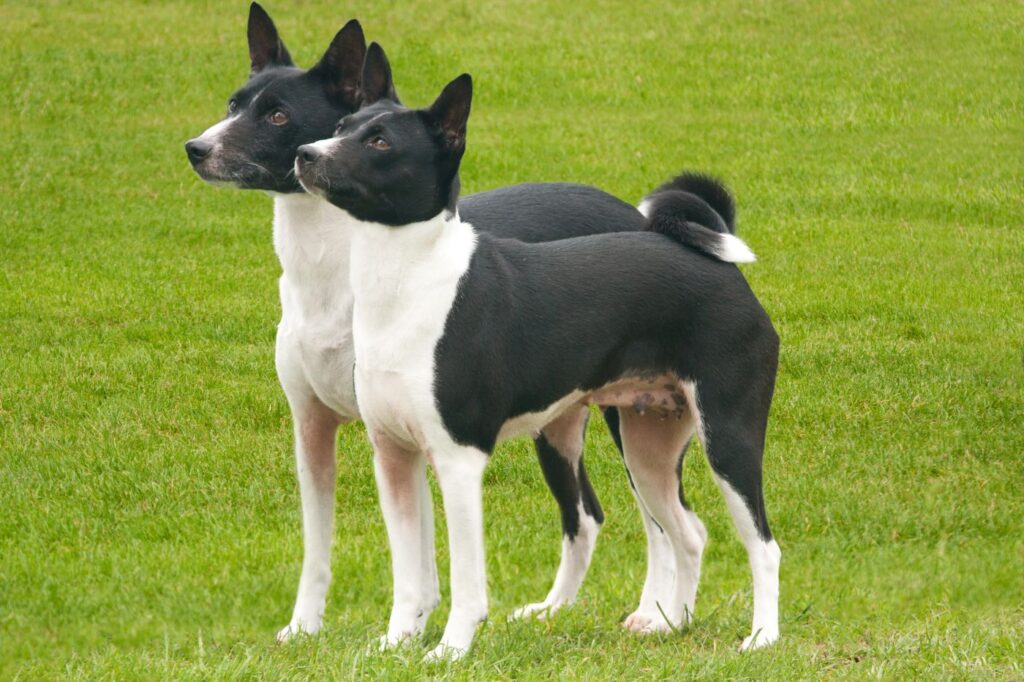 Basenji