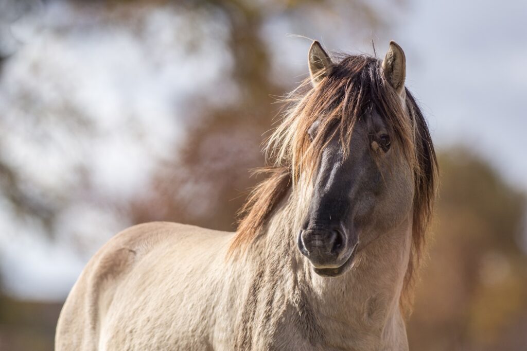 Caballo tarpán