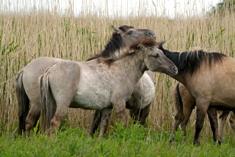 Caballo tarpán