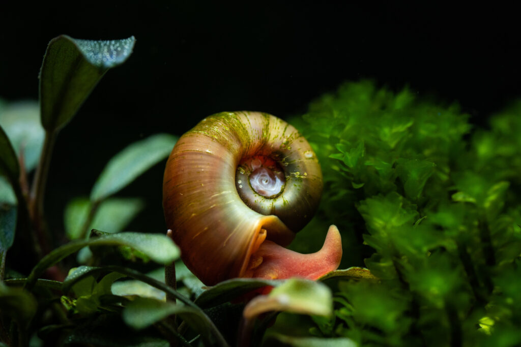 Caracol planorbis