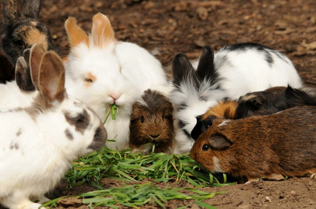 Cobayas o conejos