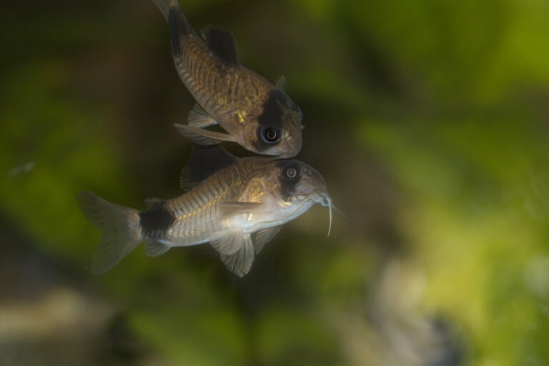 Corydoras panda