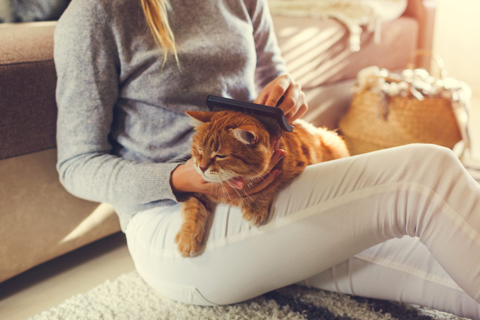 Cómo limpiar pelos de gato y perro