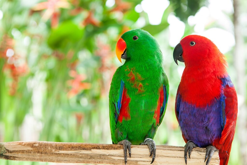 Loro eclecto (Eclectus roratus)