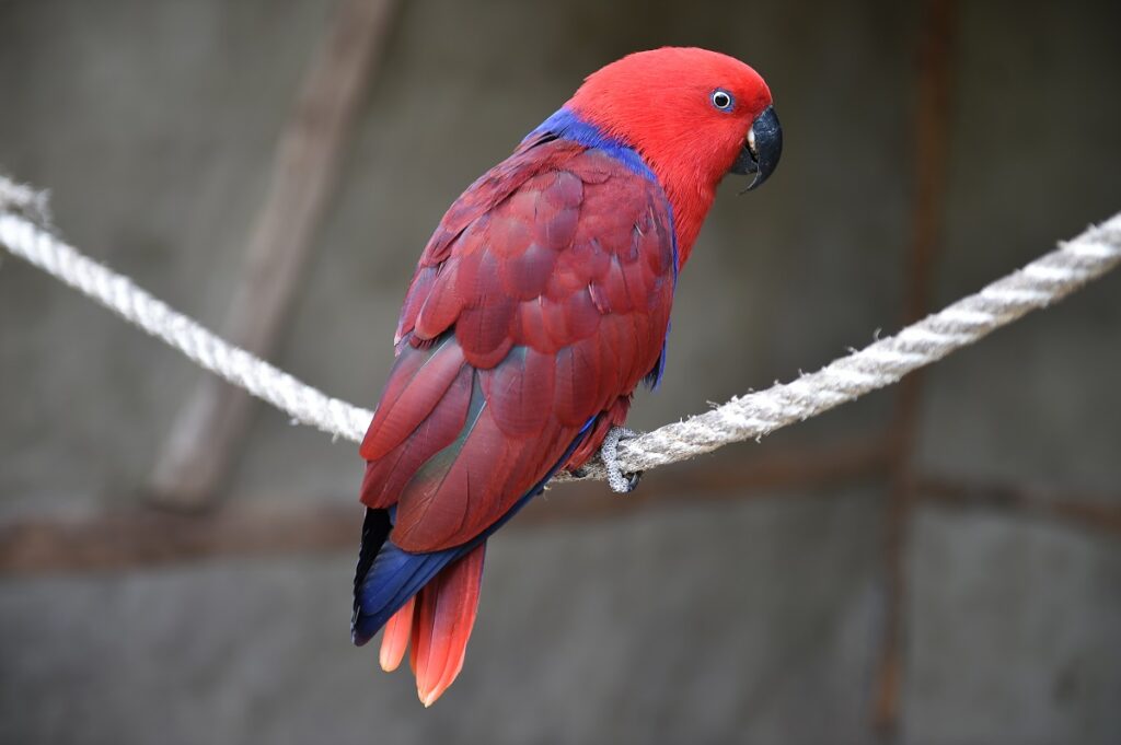 Loro eclecto (Eclectus roratus)