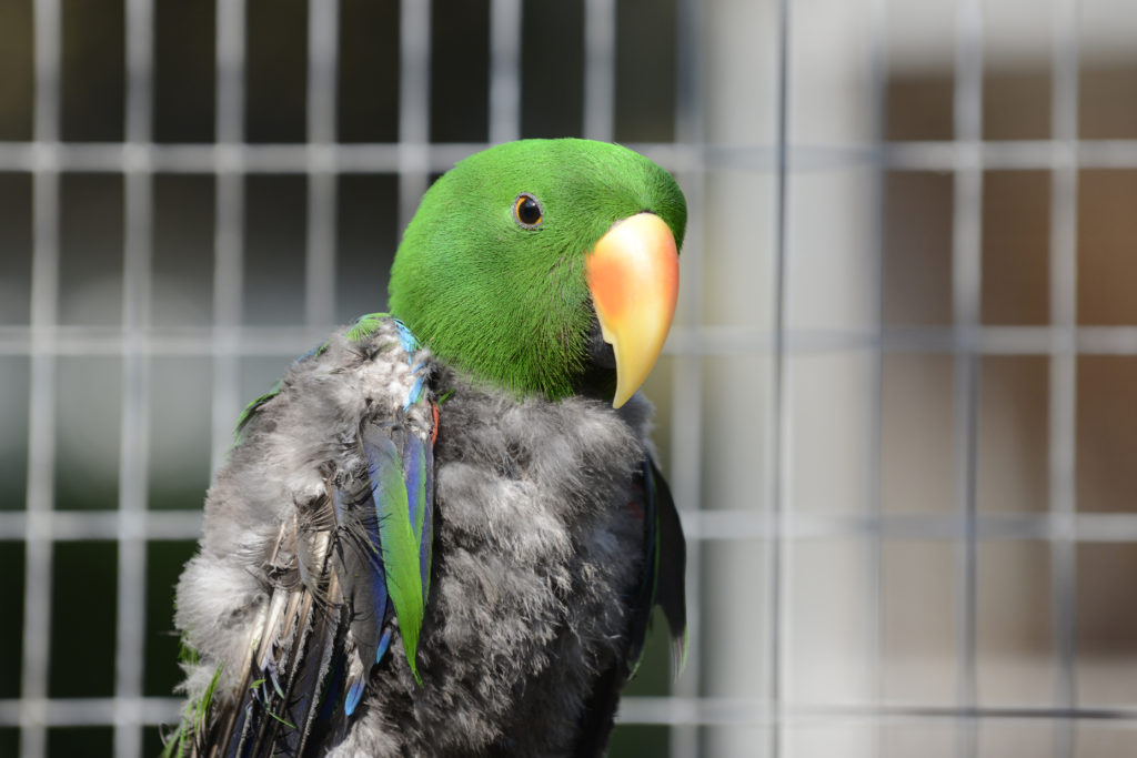 Loro eclecto (Eclectus roratus)