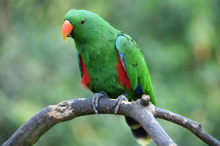 Loro eclecto (Eclectus roratus)