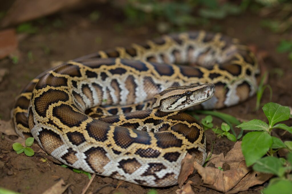 Pitón de la India (Python molurus)