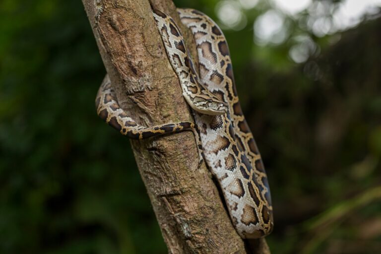 Pitón de la India (Python molurus)