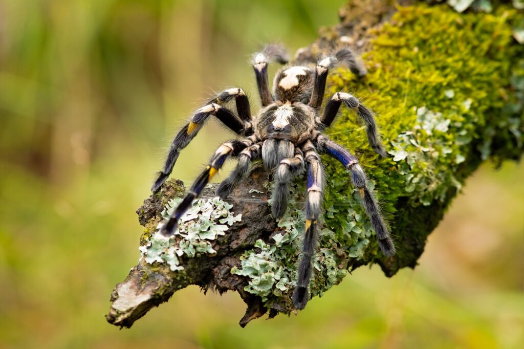 Poecilotheria metallica