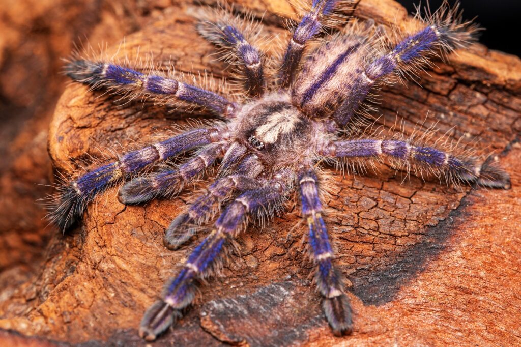 Poecilotheria metallica