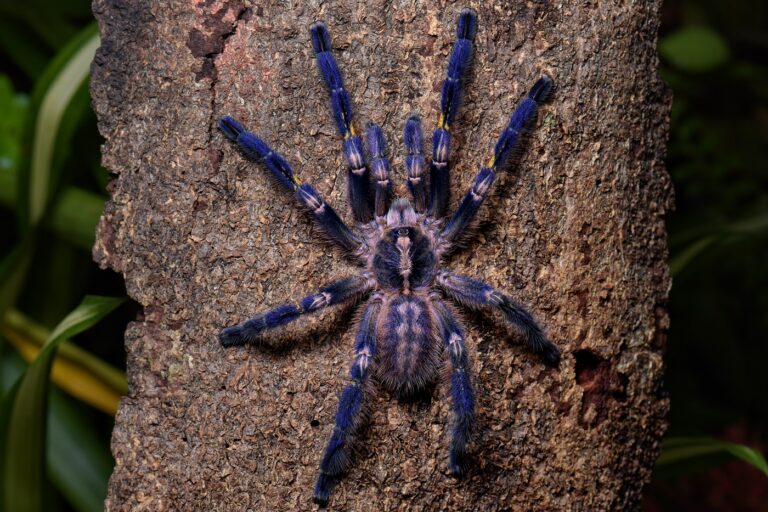 Poecilotheria metallica