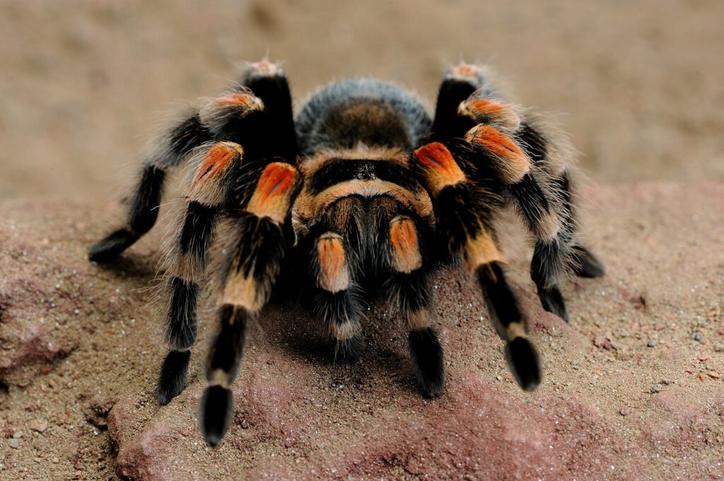 Tarántula de rodillas rojas (Brachypelma smithi)