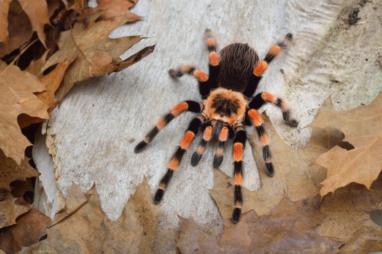 Tarántula de rodillas rojas (Brachypelma smithi)