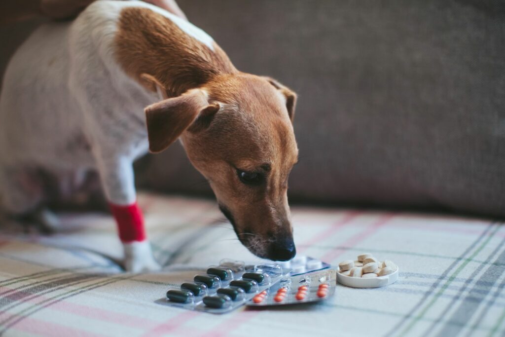 dolor en perros