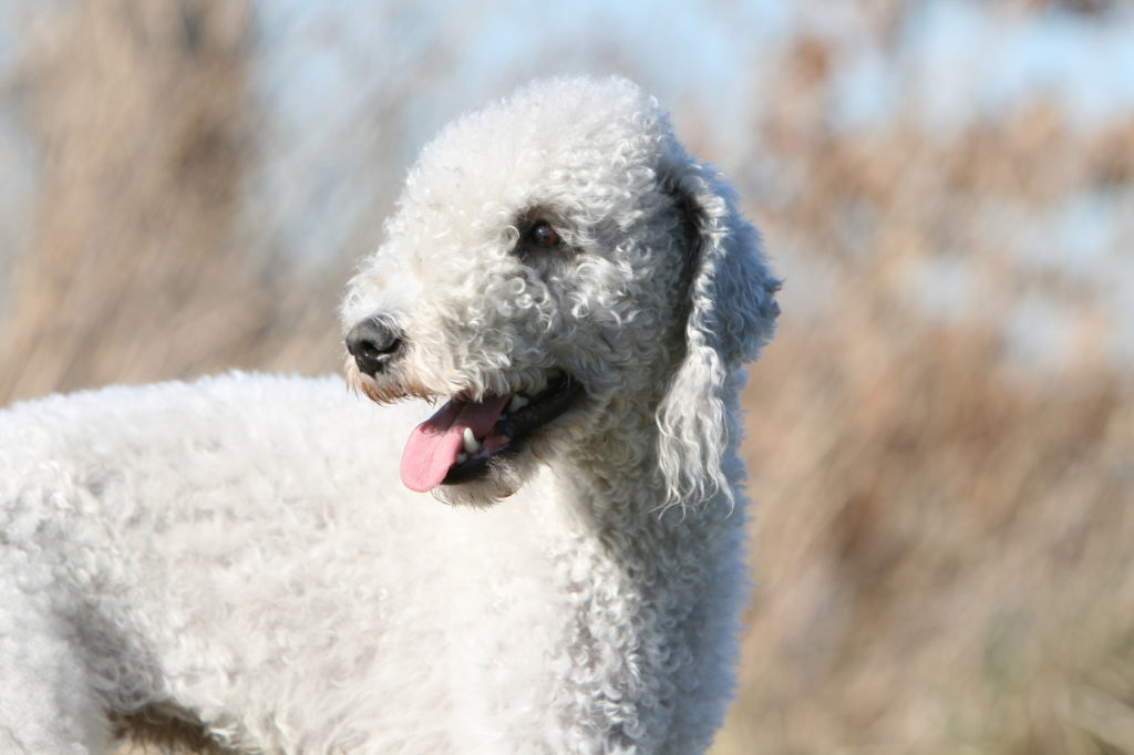 Bedlington terrier