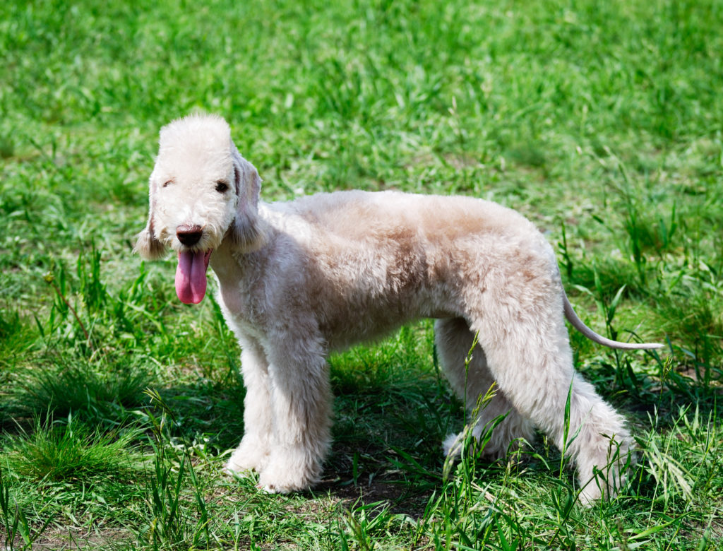 Bedlington terrier